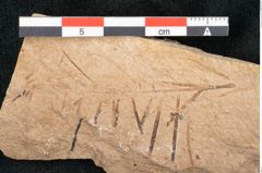 Foto (Detailansicht) von Sequoia hardtii Endl. (NHMW-GEO-2024-0188-8244)